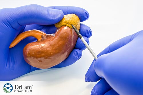 An image of a kidney and adrenal gland held in someone's hands