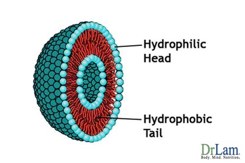 Structure of the liposomes used in Liposomal Encapsulation Technology to help those with fatigue treatment
