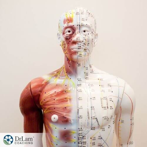 An image of a human mannequin with the acupuncture points mapped out