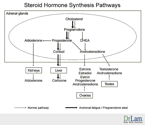 Reproductive system function and steroids and sex hormones