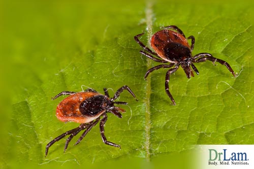 Tick bites can spread the Borrelia bacteria which can infect and cause chronic Lyme Disease symptoms